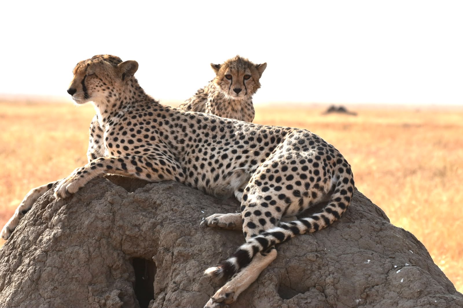 Land Cruiser self-drive safari Tanzania